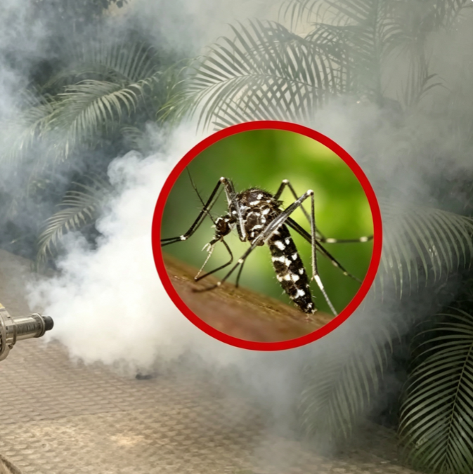 Mosquito Control Service