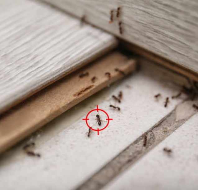 Ant Control Service